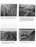 Wheat Field, American Crystal Sugar Company, Soybean Crop, Plowing a Field, Le Sueur County 1963